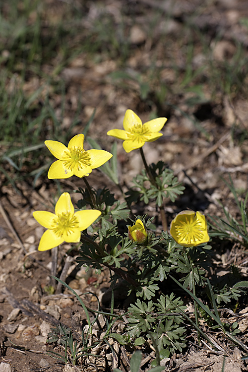 Image of Anemone gortschakowii specimen.