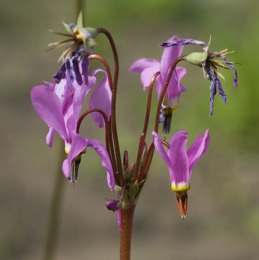 Image of Dodecatheon meadia specimen.