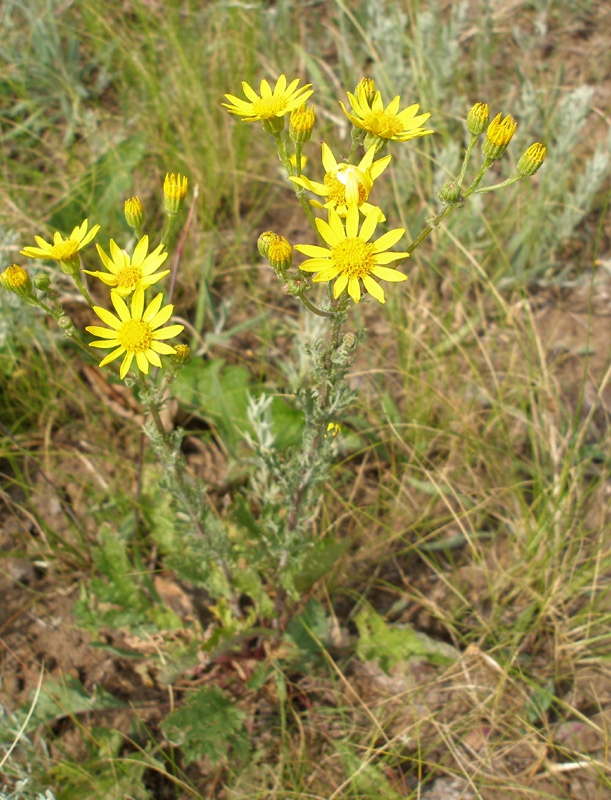 Изображение особи Senecio jacobaea.