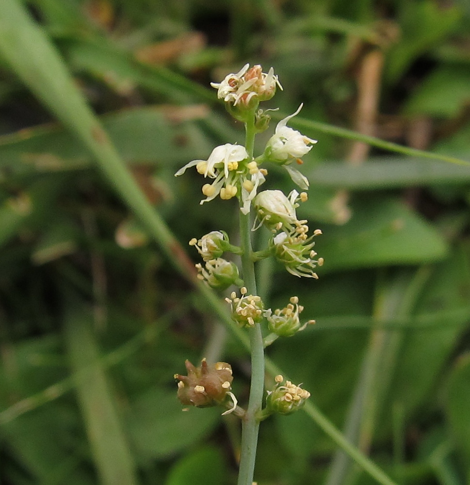 Image of Reseda glauca specimen.