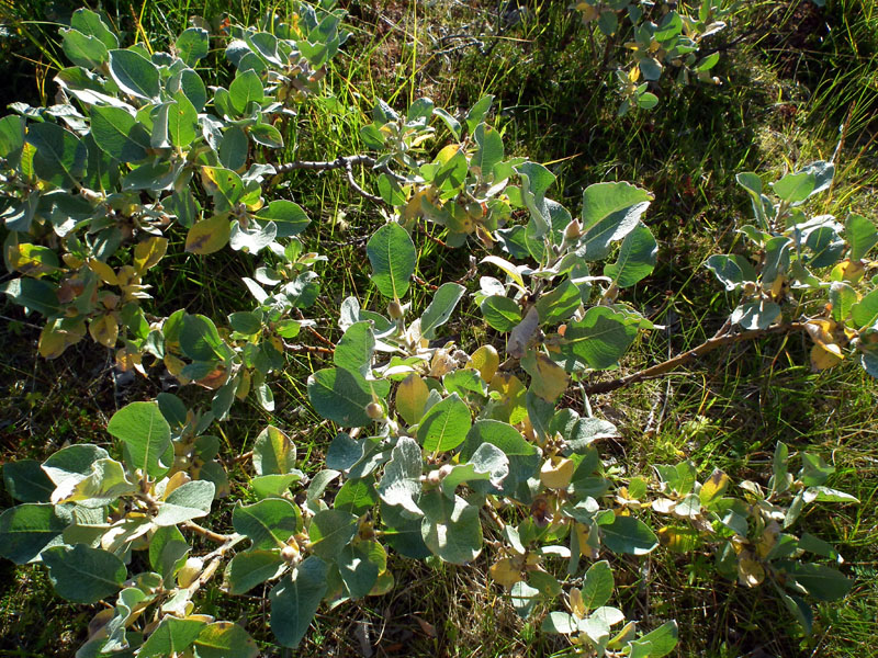 Image of Salix lanata specimen.