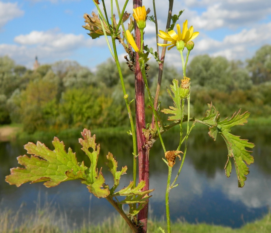 Изображение особи Senecio jacobaea.