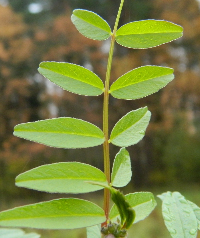 Изображение особи Vicia sepium.