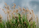 Phragmites australis. Сухие растения с соплодиями и молодые листья. Подмосковье, окр. г. Кубинка, берег искусственного водоёма. 12.05.2012.