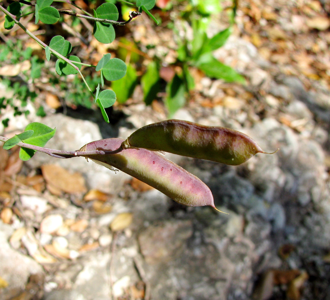 Image of Cytisus sessilifolius specimen.