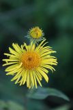 Inula britannica