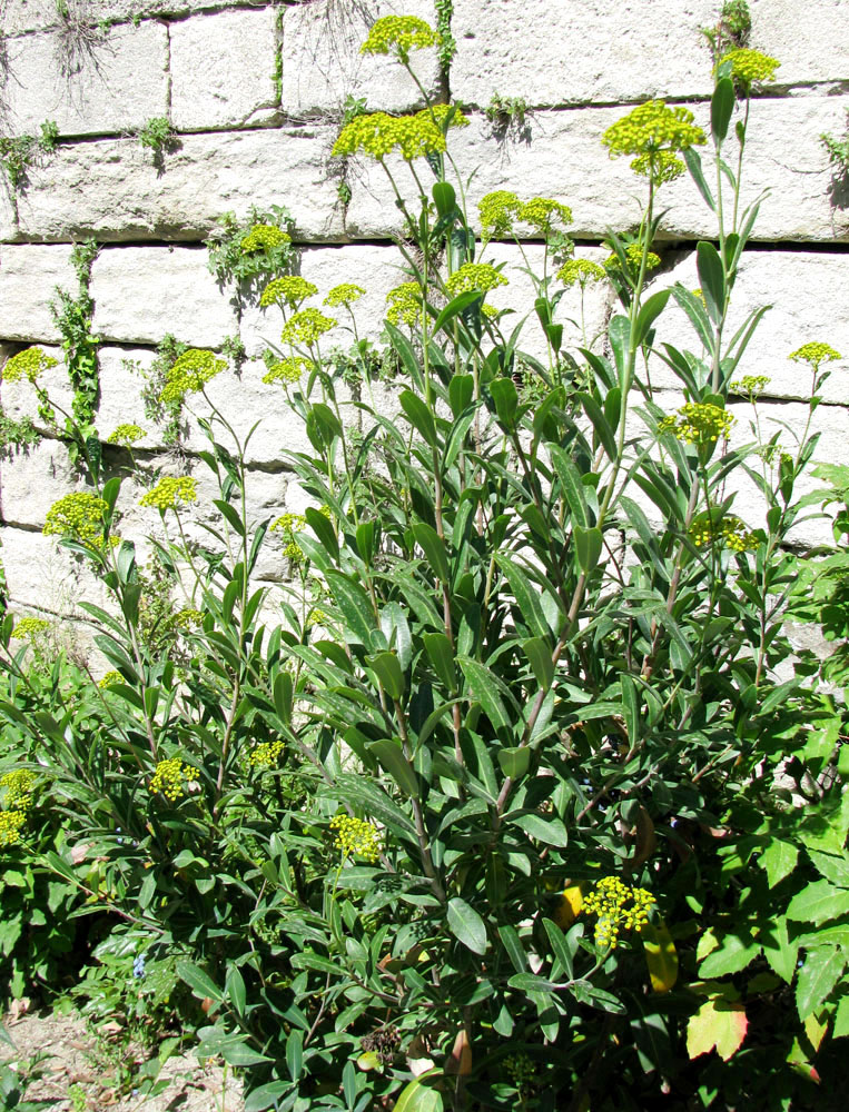 Image of Bupleurum fruticosum specimen.