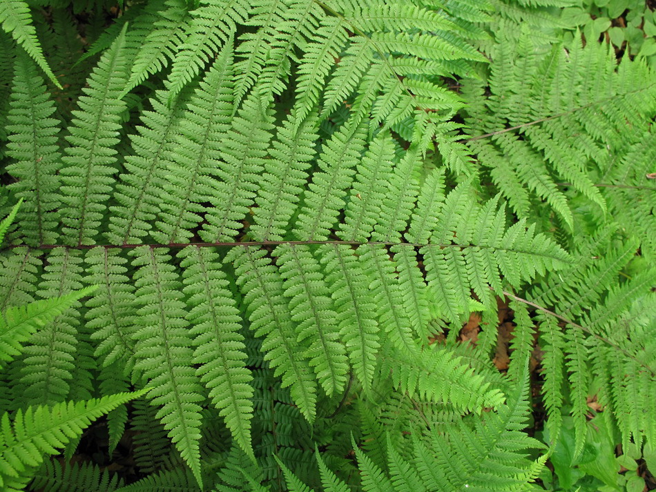 Изображение особи Athyrium sinense.