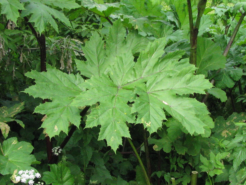 Image of Heracleum sosnowskyi specimen.