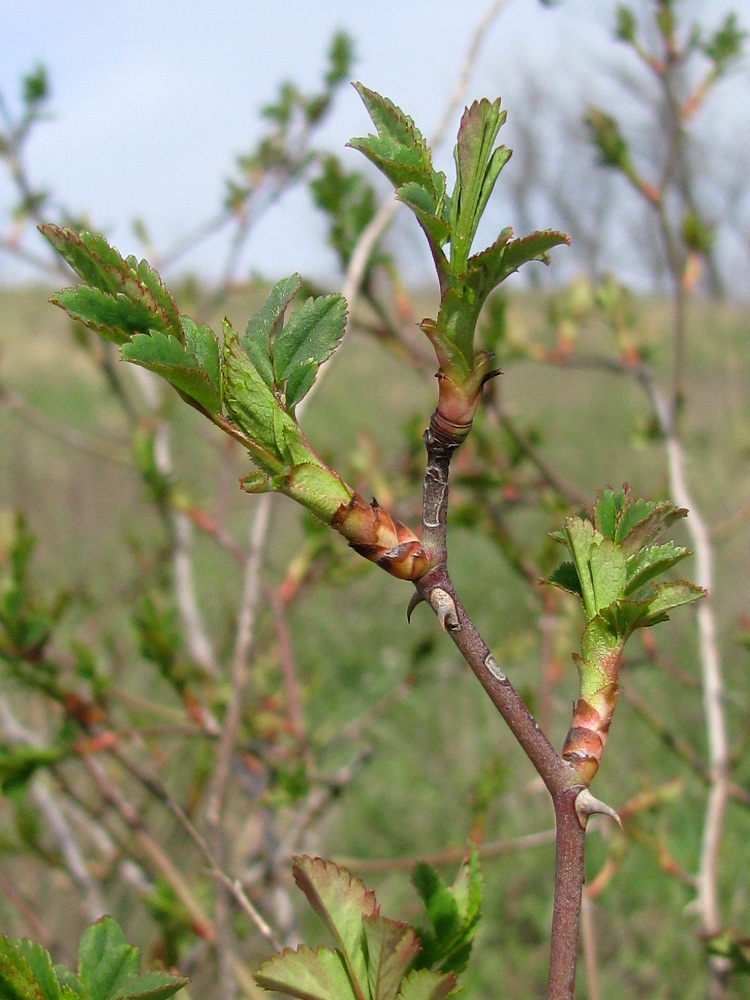 Image of Rosa koso-poljanskii specimen.