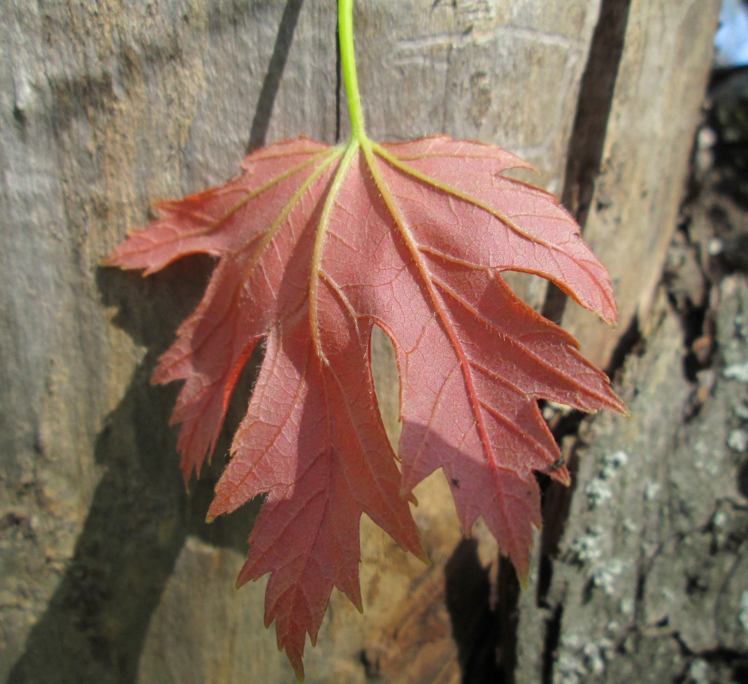 Image of Acer saccharinum specimen.