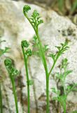 Asplenium ruta-muraria. Молодые вайи. Крым, окр. Соколиного, Большой Каньон, буковый лес, на камне. 3 мая 2013 г.