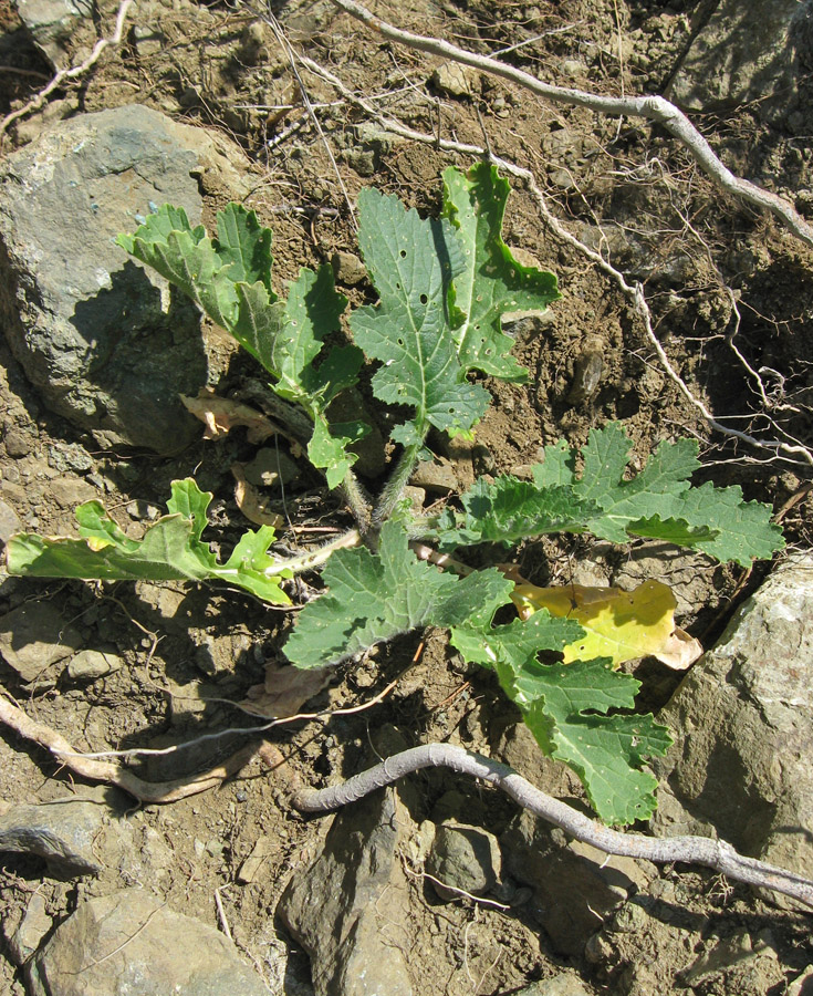 Image of Crambe koktebelica specimen.