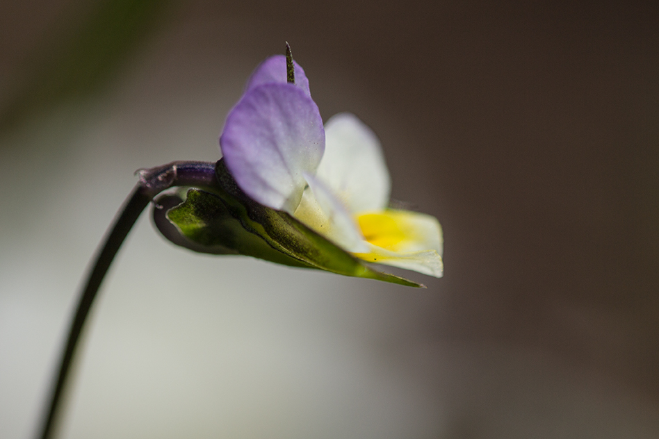 Image of genus Viola specimen.