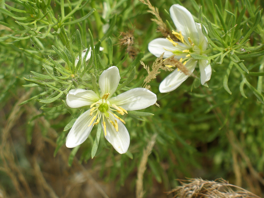 Image of Peganum harmala specimen.