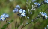 Myosotis popovii