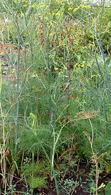 Image of Foeniculum vulgare specimen.