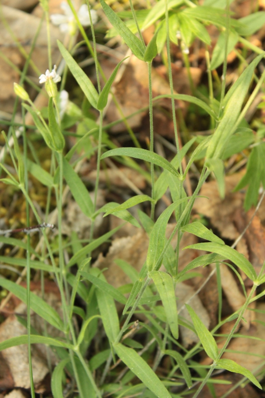 Image of Lychnis sibirica specimen.