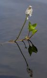 Menyanthes trifoliata