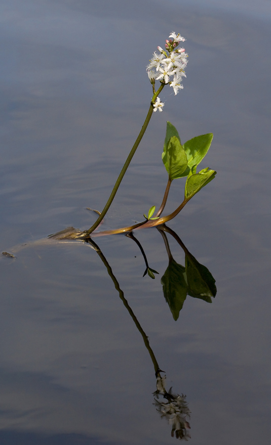 Image of Menyanthes trifoliata specimen.