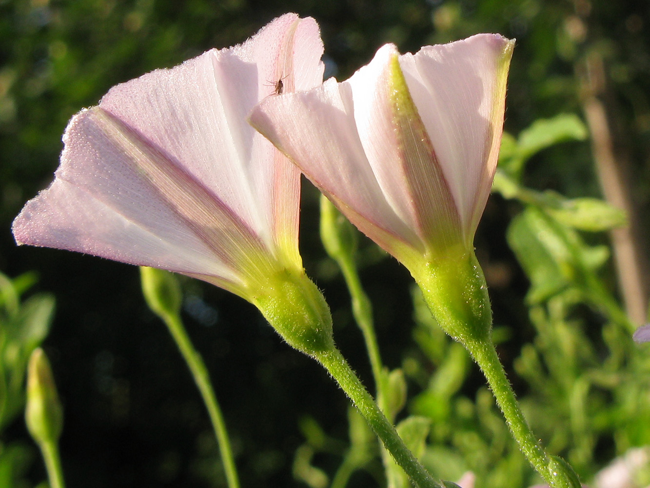 Image of Convolvulus arvensis specimen.