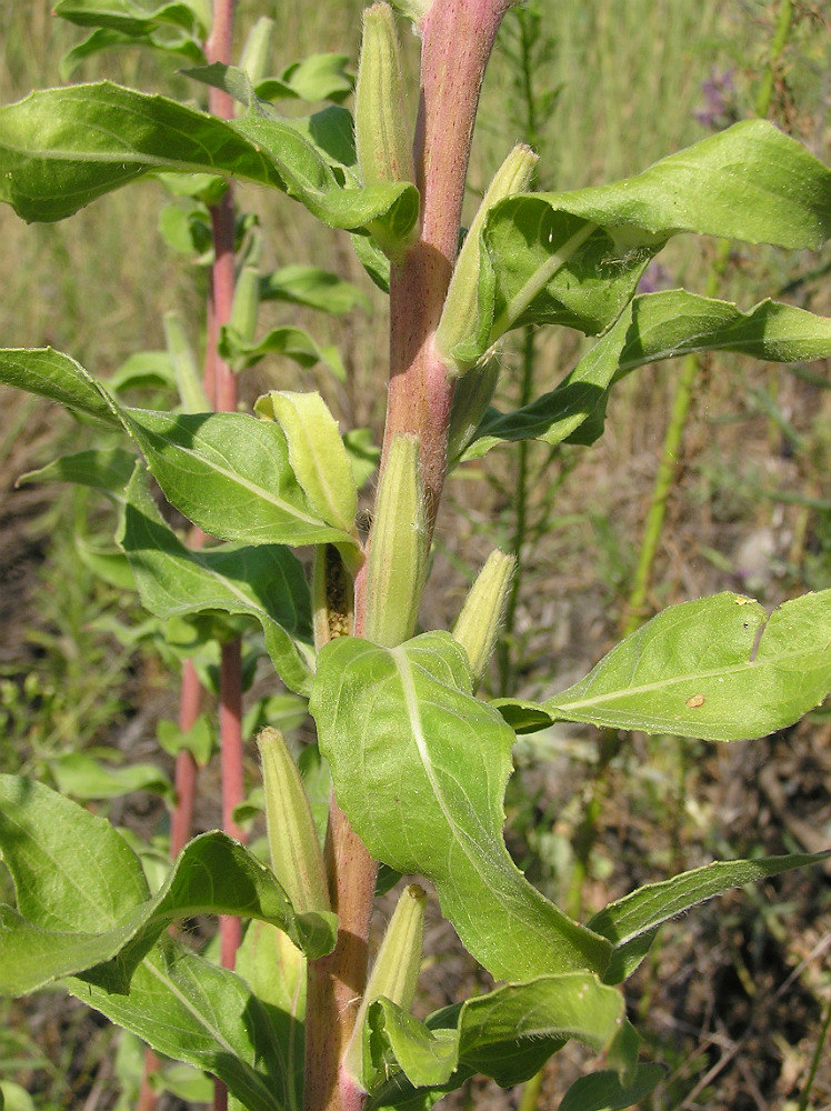 Image of Oenothera depressa specimen.