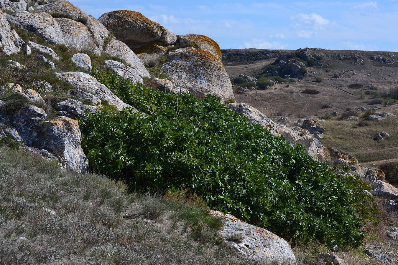 Image of Ficus carica specimen.