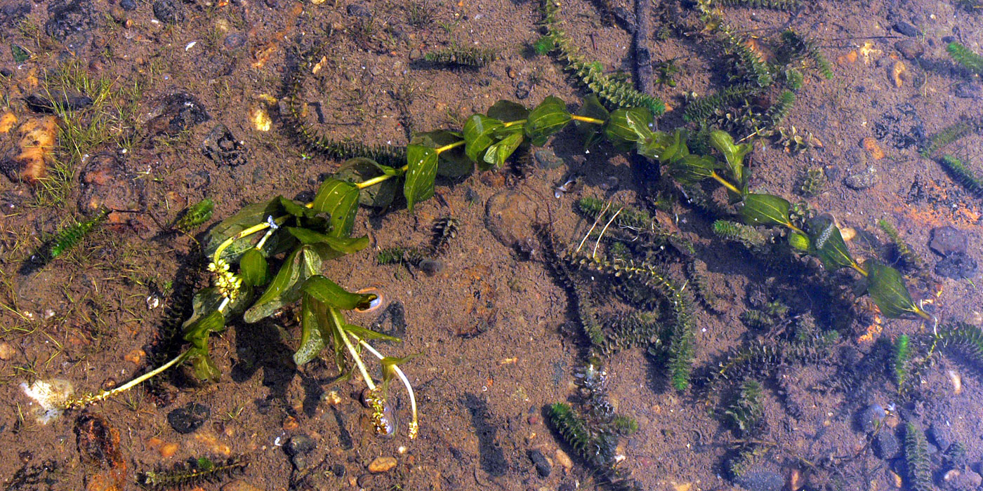 Image of Potamogeton perfoliatus specimen.