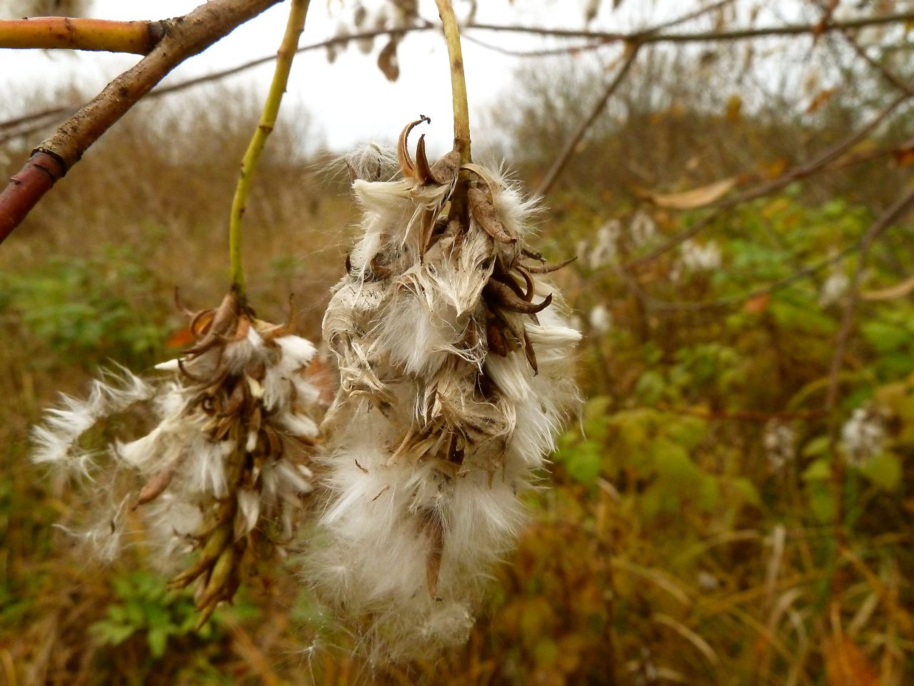 Image of Salix pentandra specimen.