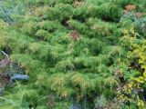Juniperus rigida подвид litoralis. Ветви. Приморский край, окр. г. Находка, склон у моря. 10.10.2013.