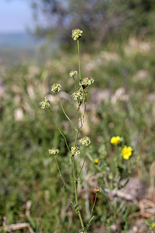 Image of Poterium polygamum specimen.