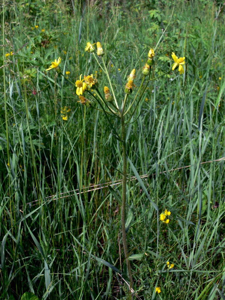 Изображение особи Tephroseris integrifolia.