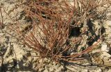 Ephedra distachya