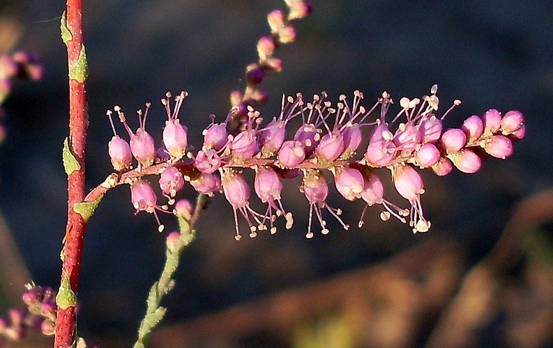 Image of Tamarix ramosissima specimen.