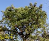 Pinus rigida. Крона взрослого шишконосного растения. Германия, г. Дюссельдорф, Ботанический сад университета. 10.03.2014.