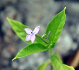 Pseuderanthemum crenulatum. Цветок. Таиланд, остров Пханган. 23.06.2013.