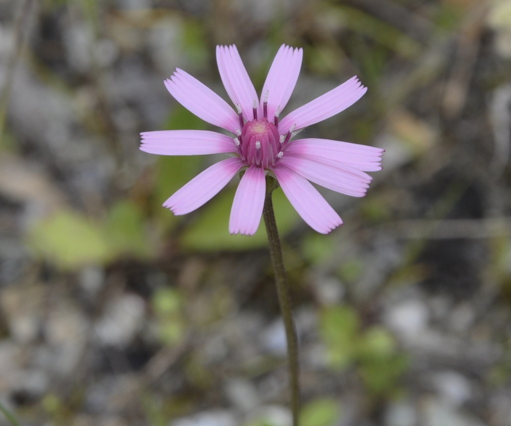 Image of Crepis rubra specimen.