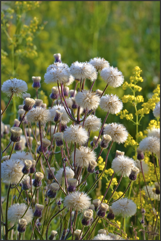 Image of Erigeron acris specimen.