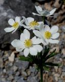 genus Anemonastrum. Верхушка побега с соцветием. Германия, г. Дюссельдорф, Ботанический сад университета. 04.05.2014.