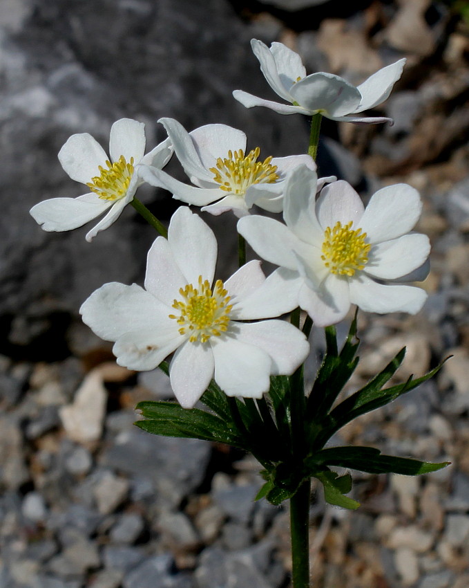 Изображение особи род Anemonastrum.