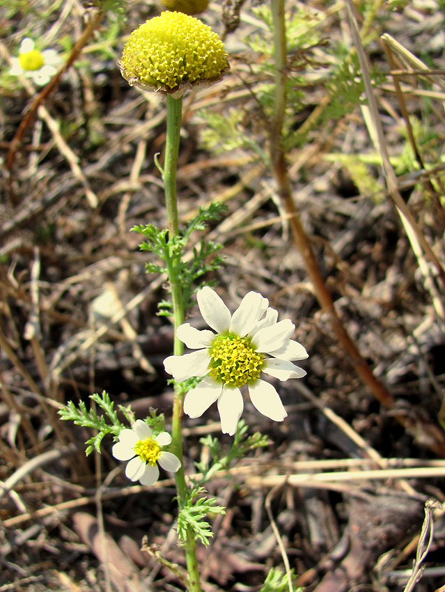 Image of Anthemis dumetorum specimen.