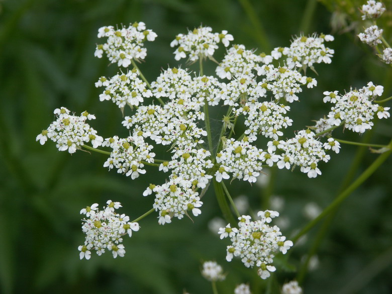 Изображение особи Chaerophyllum aureum.