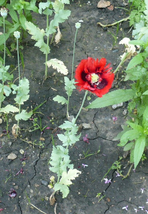 Изображение особи Papaver somniferum.