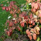 Viburnum plicatum