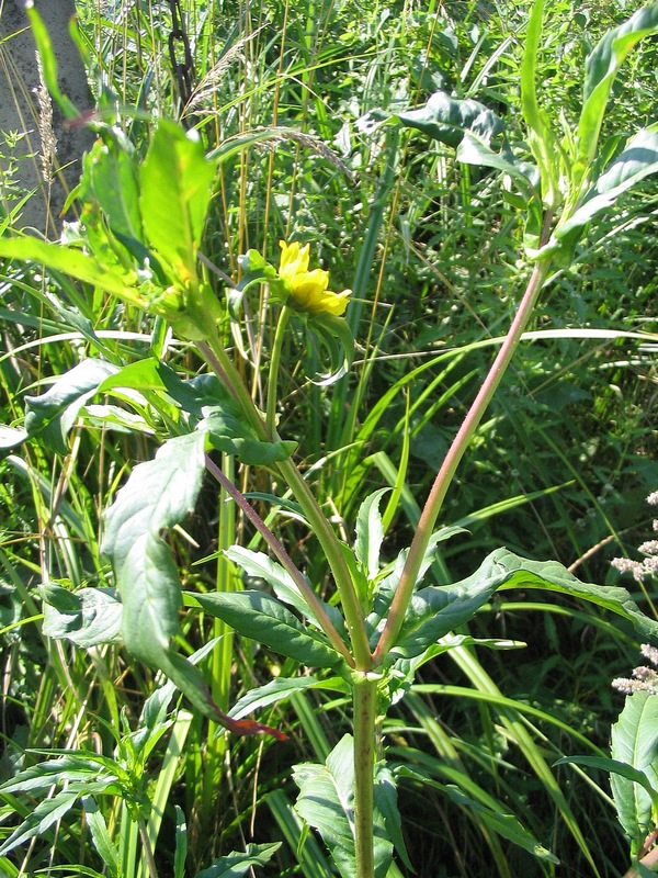 Изображение особи Bidens cernua var. radiata.