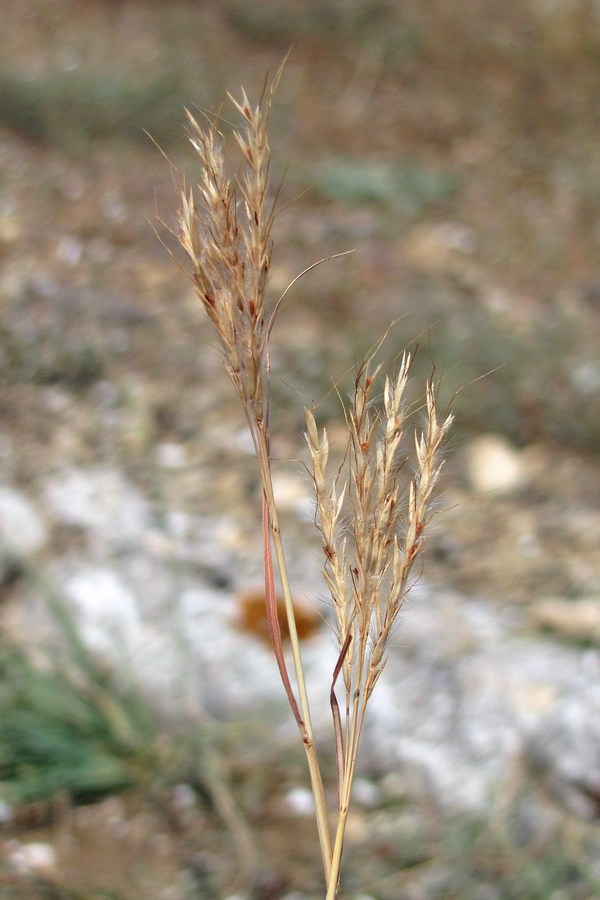 Image of Bothriochloa ischaemum specimen.