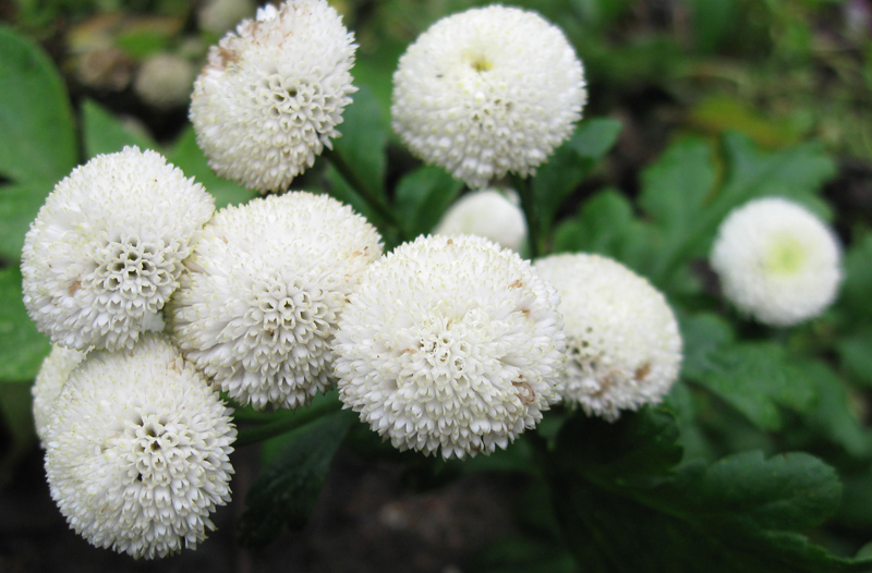 Изображение особи Pyrethrum parthenium.