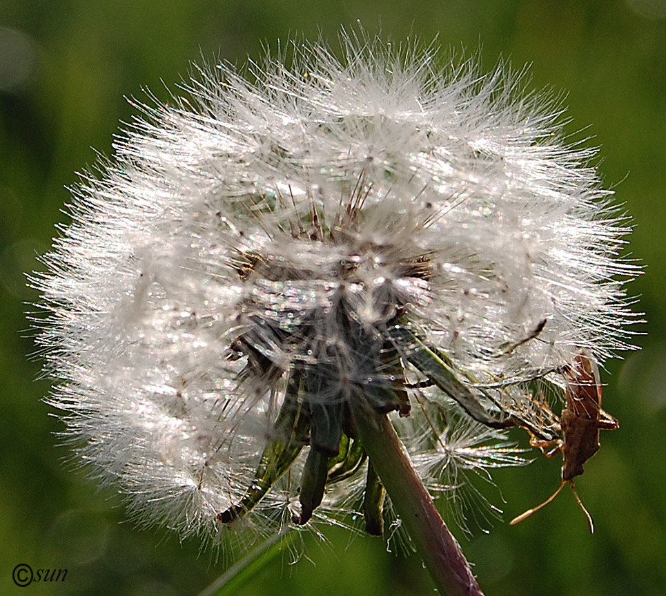 Image of Taraxacum officinale specimen.