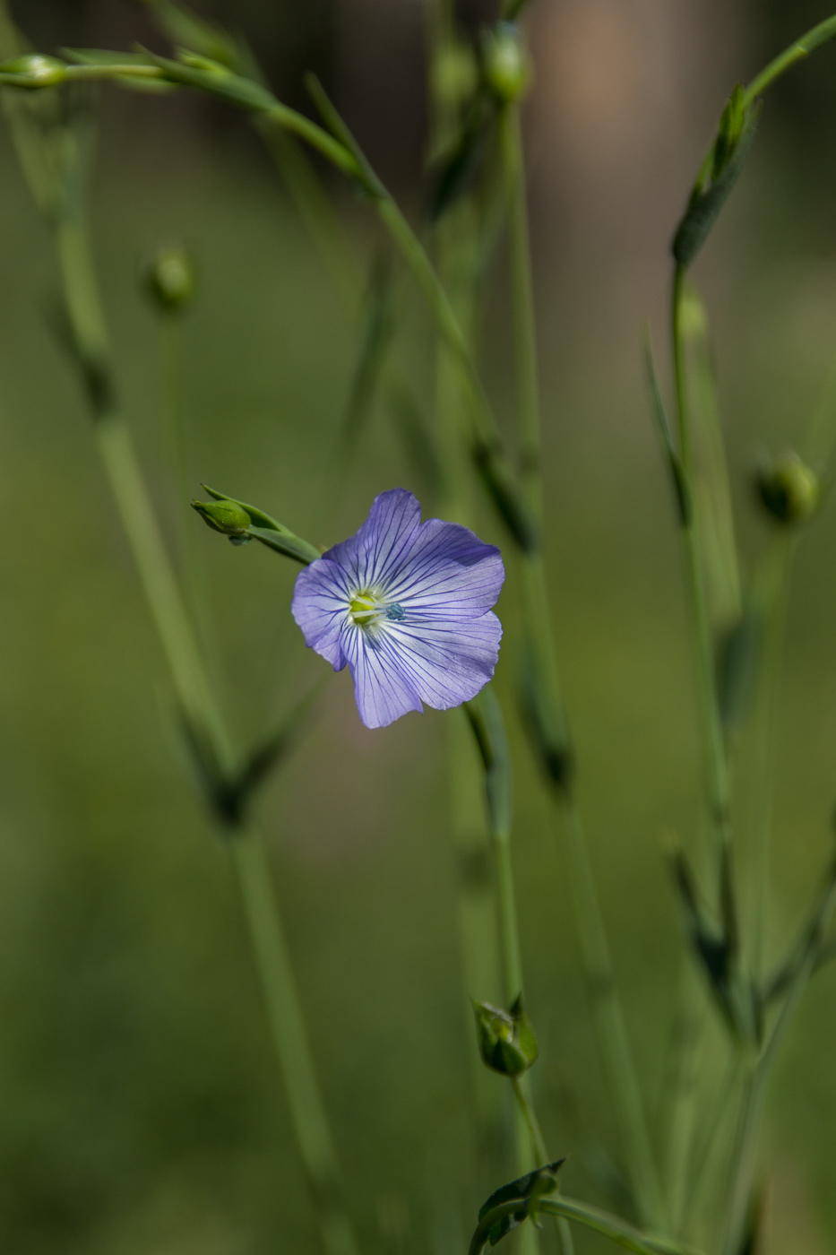 Image of Linum usitatissimum specimen.