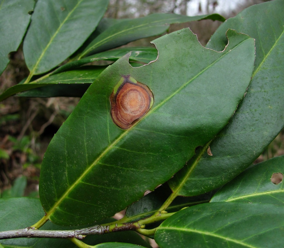 Image of Lauro-cerasus officinalis specimen.